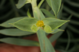Euphorbia pithyusa RCP6-07 063.jpg